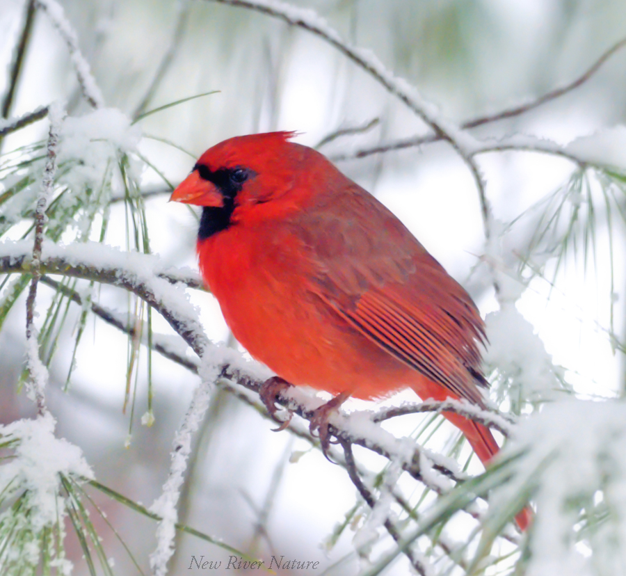 KerriFar's tweet photo. “There is nothing more truly artistic than to love people.” —Vincent Van Gogh
#MaleCardinal #WinterMemory #NewRiverNature #BirdLover #BirdPhotography #NatureLovers #NatureTherapy #NaturePhotography https://t.co/tekpquNu0d