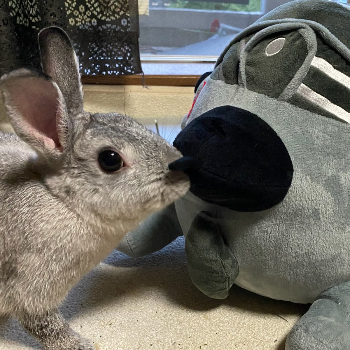 kyonko55's tweet photo. #こんな悲しいニュースの後だからTLをうさぎさんでいっぱいにしよう https://t.co/0GjEP9Mg9M