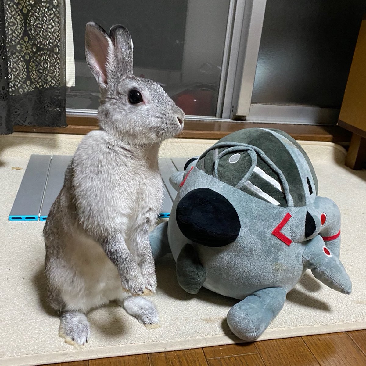 kyonko55's tweet photo. #こんな悲しいニュースの後だからTLをうさぎさんでいっぱいにしよう https://t.co/0GjEP9Mg9M