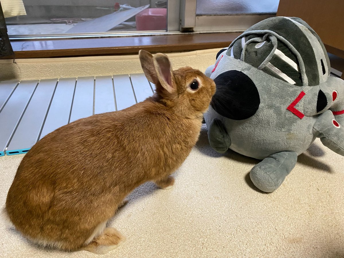 kyonko55's tweet photo. #こんな悲しいニュースの後だからTLをうさぎさんでいっぱいにしよう https://t.co/0GjEP9Mg9M