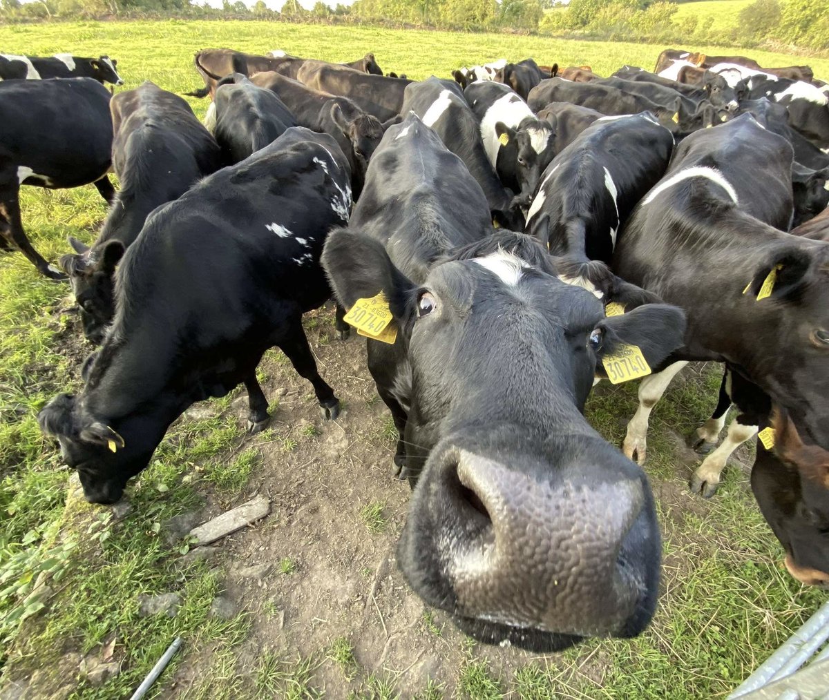 ✨looking for✨
incalf jersey crossbred / high ebi fresian bred heifers or cows with high solids 
February calving. Any location. 
DM me with info 🐄 RT appreciated