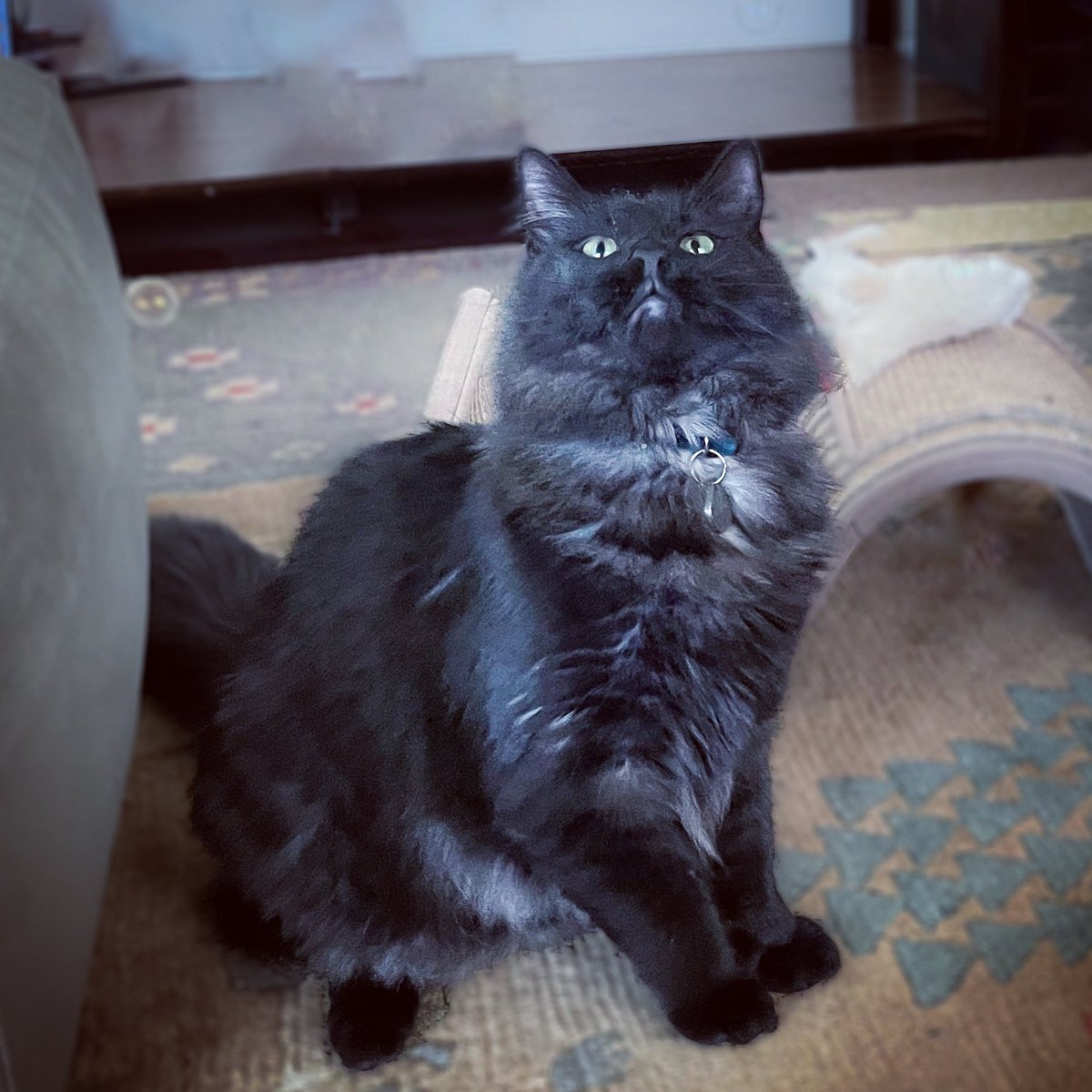 Starting #caturday early and playing with bubbles 🫧😹🐾

#Purrsday #thursdayvibe #Throwback #ThrowbackThursday #cats #CatsOfTwitter #AdoptDontShop #CatsOnTwitter #tbt