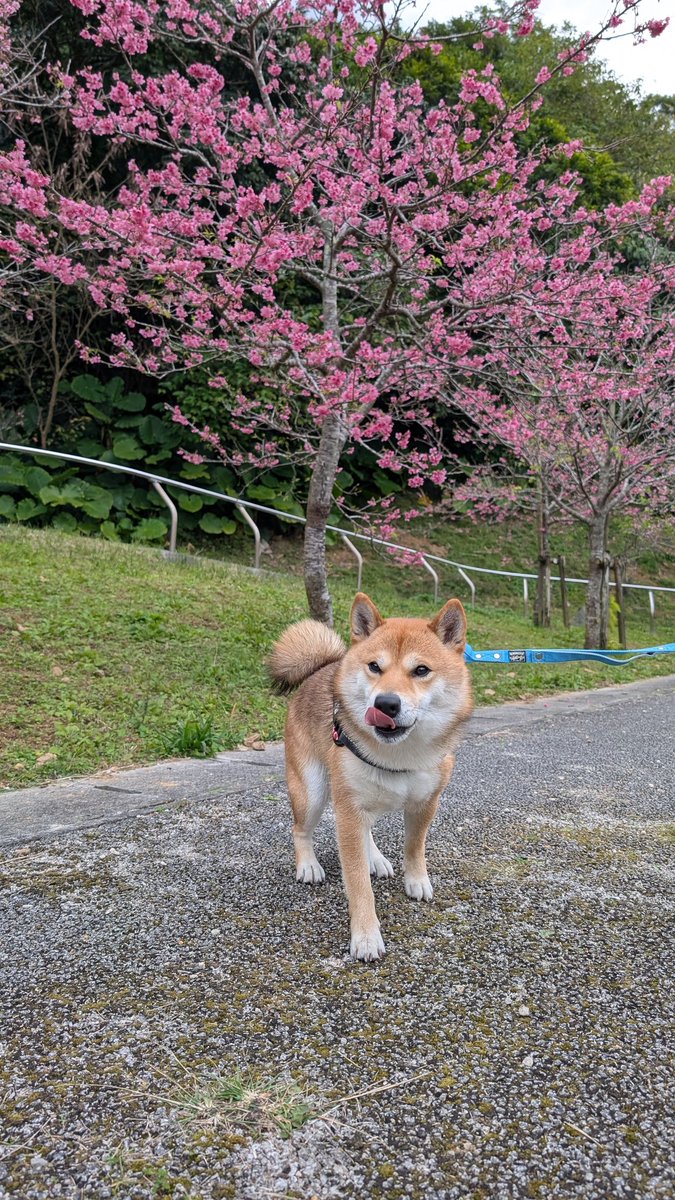 shibaThida's tweet photo. 沖縄はもう桜が満開です🌸
週末は桜まつりがあるので
てぃーだと一緒に楽しみたいと思っています🐶
#柴犬
#柴犬てぃーだ
#柴犬のいる暮らし 
#柴犬のいる幸せ 
#沖縄 https://t.co/7kqv5JcVsh