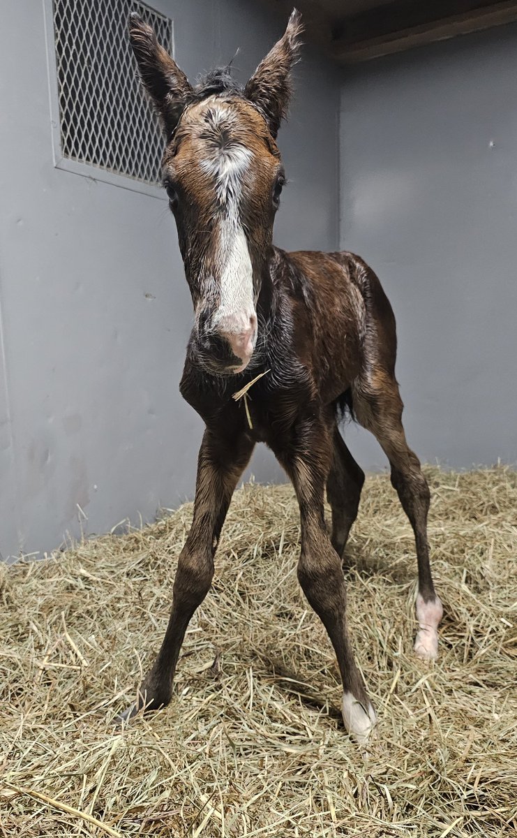 endeavorfarmky's tweet photo. Foaling season began tonight for Endeavor with the arrival of this handsome colt by Loggins! My Heart Goes On was even considerate enough to give us an early evening start! Congrats to Coal Creek Farm! @HillnDaleFarm #foalsof2025 #thoroughbred #firstfoal #breaktheseal https://t.co/uXgc7depOI