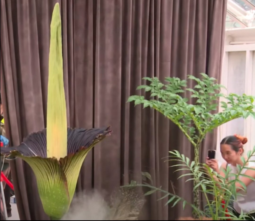 anti_d4's tweet image. Me and #Putricia. A magnificent Queen! Read more about Corpse Flowers here botanicgardens.org.au/whats-on/corps…