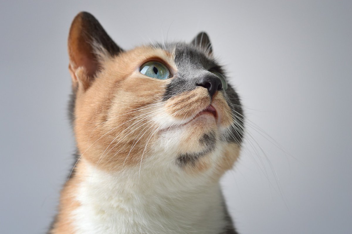 CatLover841107's tweet photo. https://t.co/p8l5IX1QxW