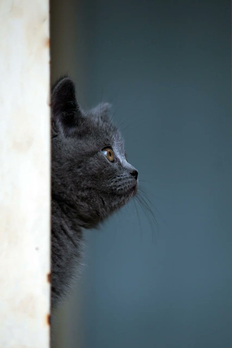 CatLover841107's tweet photo. https://t.co/MhoLBGVyp7