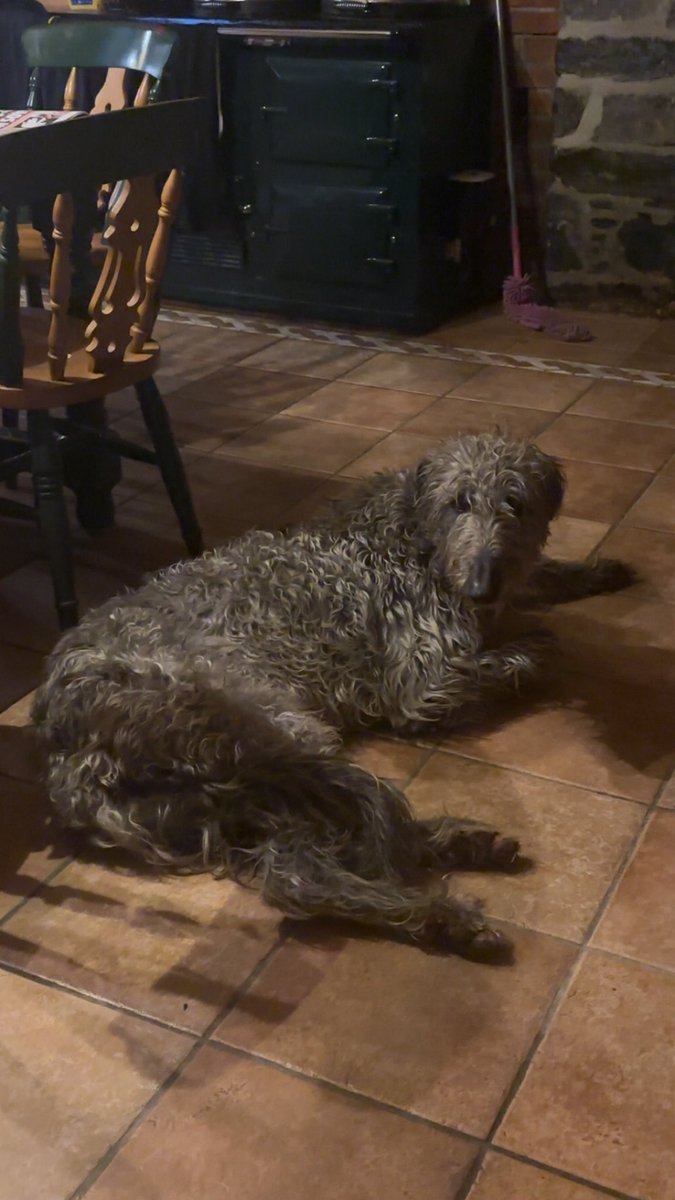 Shane McAuliffe 🐷✈️ tweet media