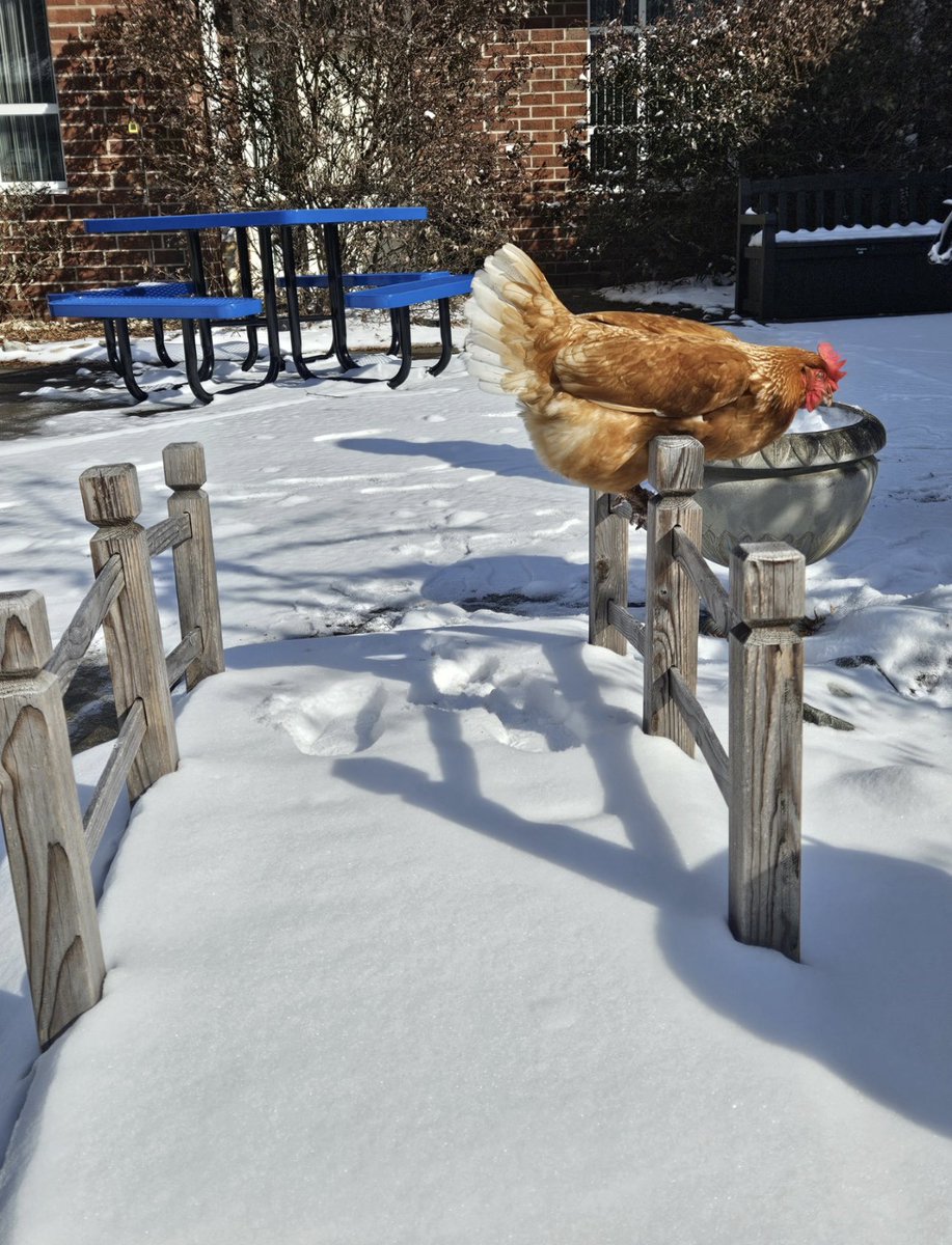 Arrowhead Elementary tweet media