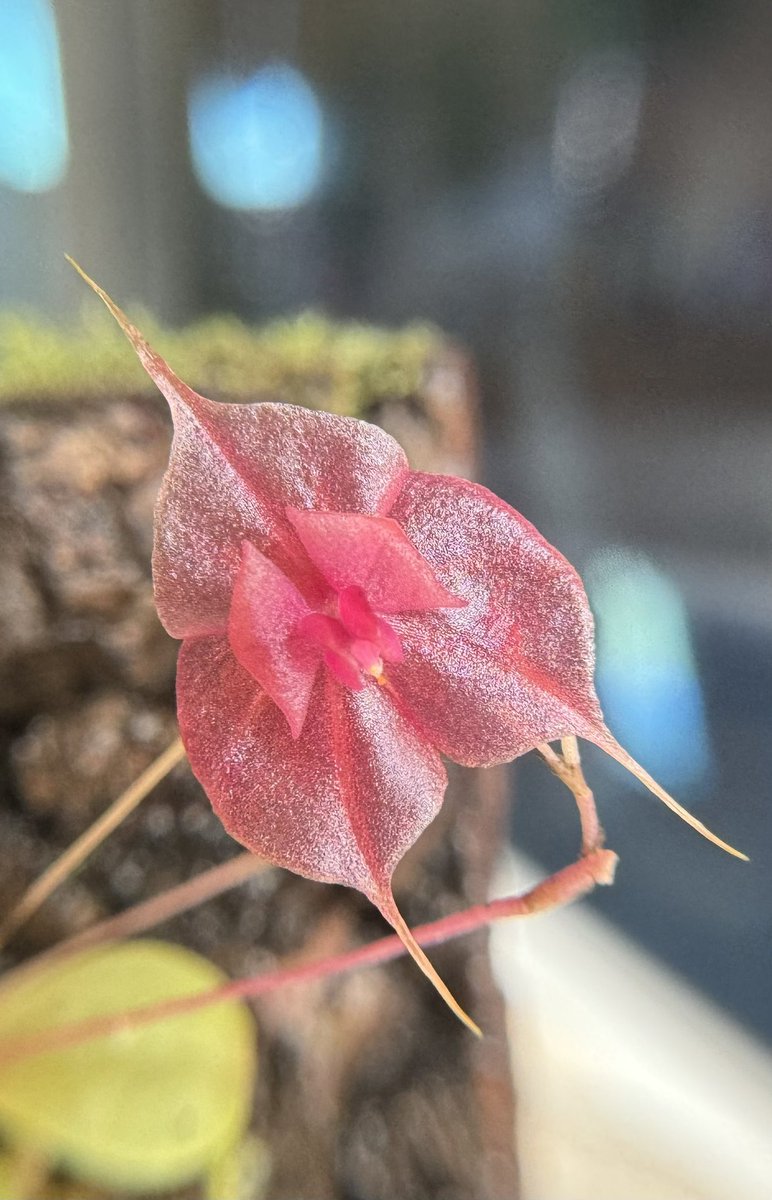SanctusMichael's tweet photo. Lepanthes tsubotae

お迎えして2週間。

花付きをお迎え。

花持ちエグいです。

#Lepanthes  #レパンテス https://t.co/PuZRpOtdNp