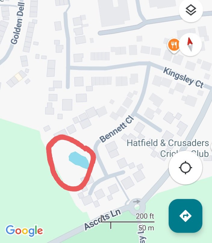 cyclebirdman's tweet image. Can @WelHatCouncil the pond at Bennett Close WGC be looked at ?
Reedbed choking over 90% of pond now and bramble encroachment.
Some reedbed is good but in summer the water will be sucked dry. Management required please !
