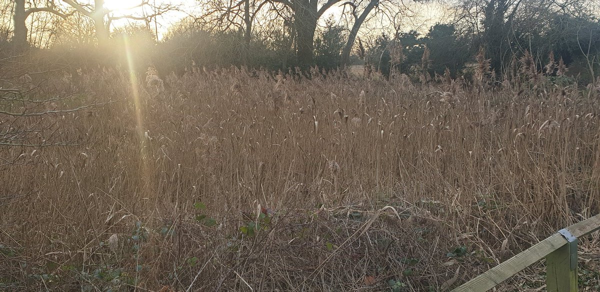 cyclebirdman's tweet image. Can @WelHatCouncil the pond at Bennett Close WGC be looked at ?
Reedbed choking over 90% of pond now and bramble encroachment.
Some reedbed is good but in summer the water will be sucked dry. Management required please !