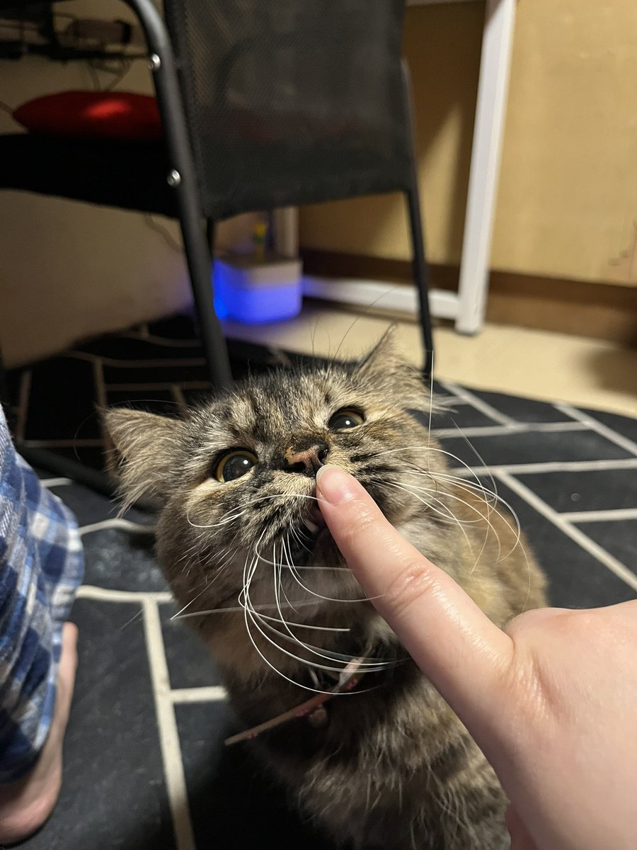 httpsnth's tweet image. Baby coochie