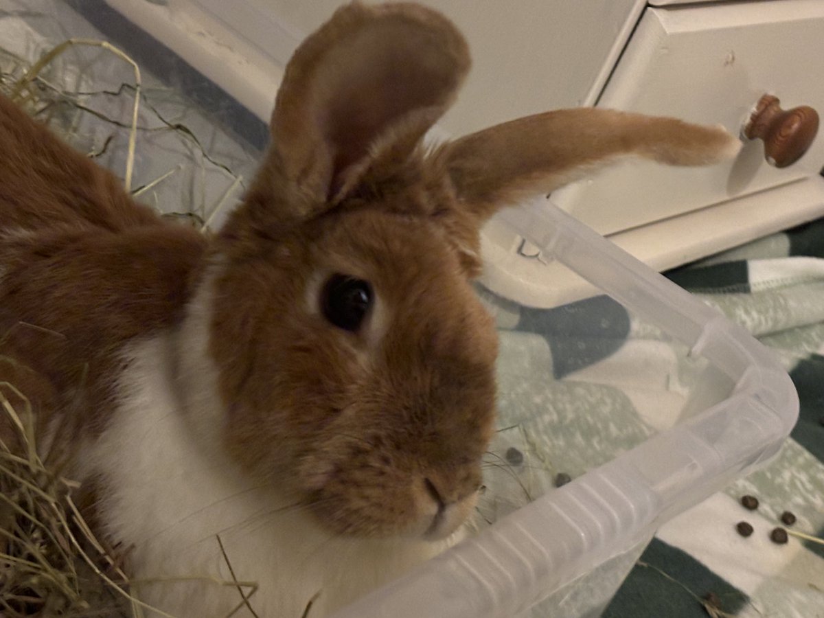 carrotcottagerr's tweet photo. Maude 😍 
We haven’t posted much on this beautiful girl since she arrived. 
Maude is still in isolation due to arriving with an active EC infection. Shes just finished her meds and will soon be going for repeat bloods to confirm she’s clear to bond into one of the sanctuary groups. 

Her eye has healed really well, and the fur is beginning to grow back. She’s splotted in her litter tray right now which is where she likes to be. Her isolation pen is in our bedroom so although I don’t post her much she gets lots and lots of love 😍😍🤣🤣