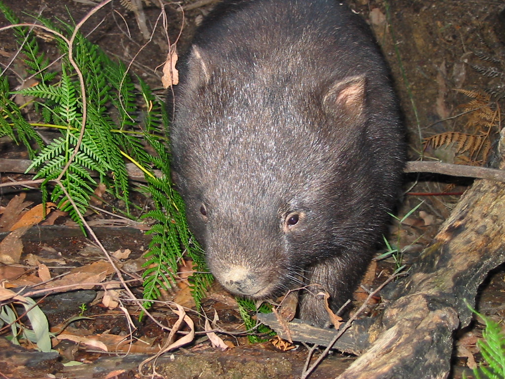 WomSAT's tweet photo. WHAT THE FUNGI! Not only is the wombat such a ‘Fun Guy’, but they pick up fungal spores on their feet and hair and transfer them deep underground to their #burrow.  Spores are also spread through their #scats. This activity promotes plant growth.  Images: #WombatProtectionSociety https://t.co/mt7ahiaVqc