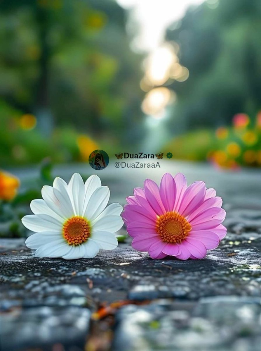 🦋DuaZara🦋 tweet media