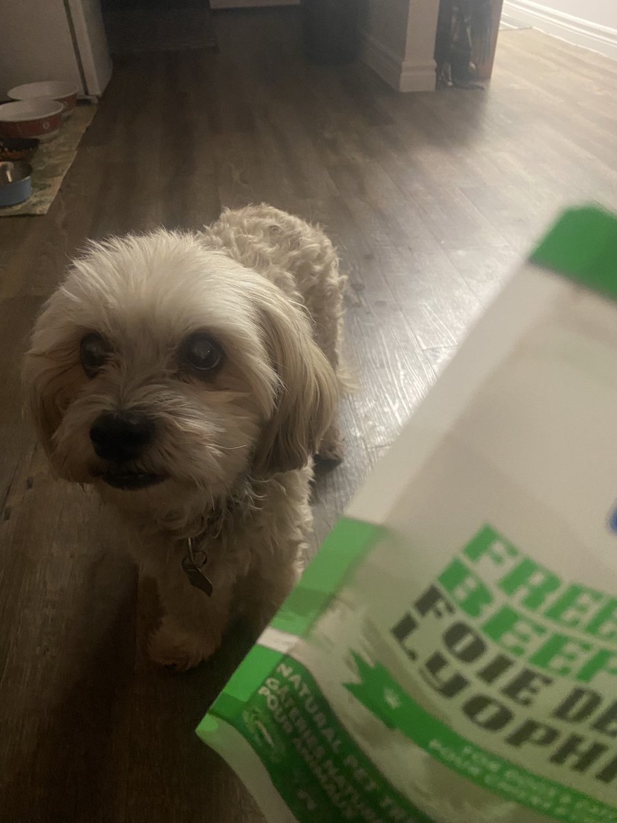 Hey pals! It’s CG’s birthday 🎉 today. She got me these treats too!  I’m very picky but I do love these beef liver treats! 🐾❤️ #treats #birthdaygirl #dogsofX
