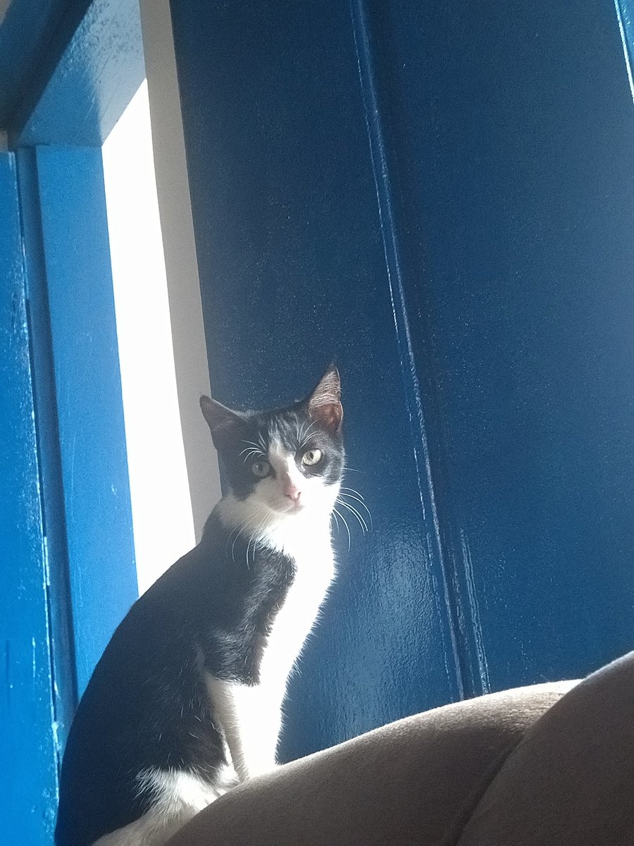 Não sei como começar essa conta

Então, foto do meu gato
