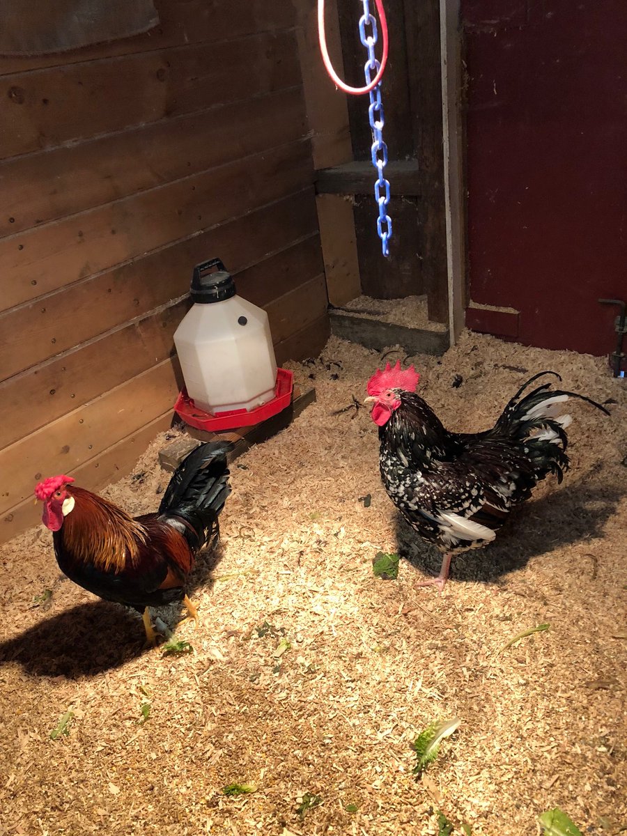 roosters are the happiest of birds because each rooster has a harem of trad-wives; &amp; each rooster imagines himself ordained by God to crow the sun into rising each morning. nothing could humble a rooster even if you explained to him that 99% of roosters are crushed to death in