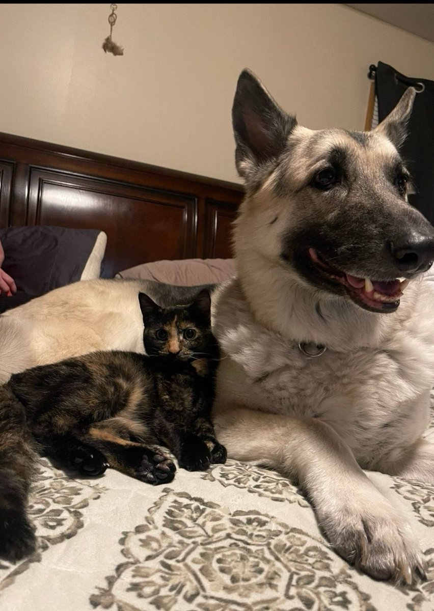 meribatchelder5's tweet photo. @babaspizza my babies 🥰 https://t.co/r3EPTxRXTY