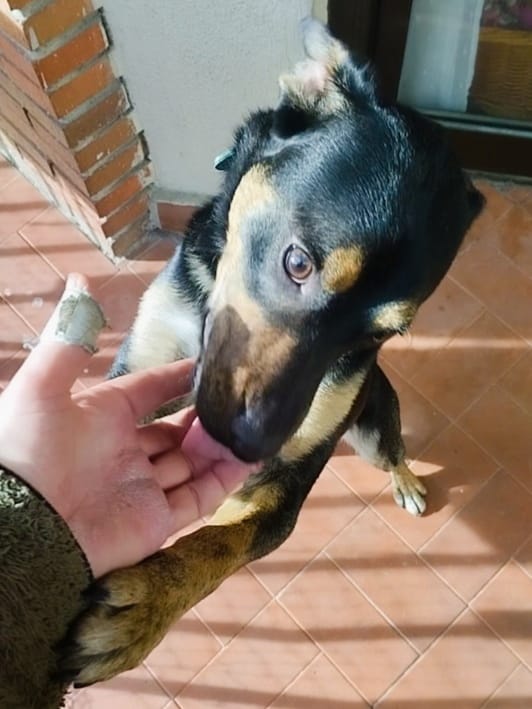 SilviaMylo's tweet photo. Hay que ir a conocerle a Madrid, habrá ese milagro para el pequeño Fil ? 🙏

Fil fue abandonado, deambulaba solito y expuesto a todos los peligros 💔 😢
Mientras buscaba comida en la basura 
Le encontraron unas personas que le atendieron y llevaron acogido, pero no tiene una familia como él siempre ha soñado😞
Es aún un cachorro, tiene unos diez meses y es tan bueno y tan noble que se lleva hasta con gatos 🙏
Madrid
628 77 08 87