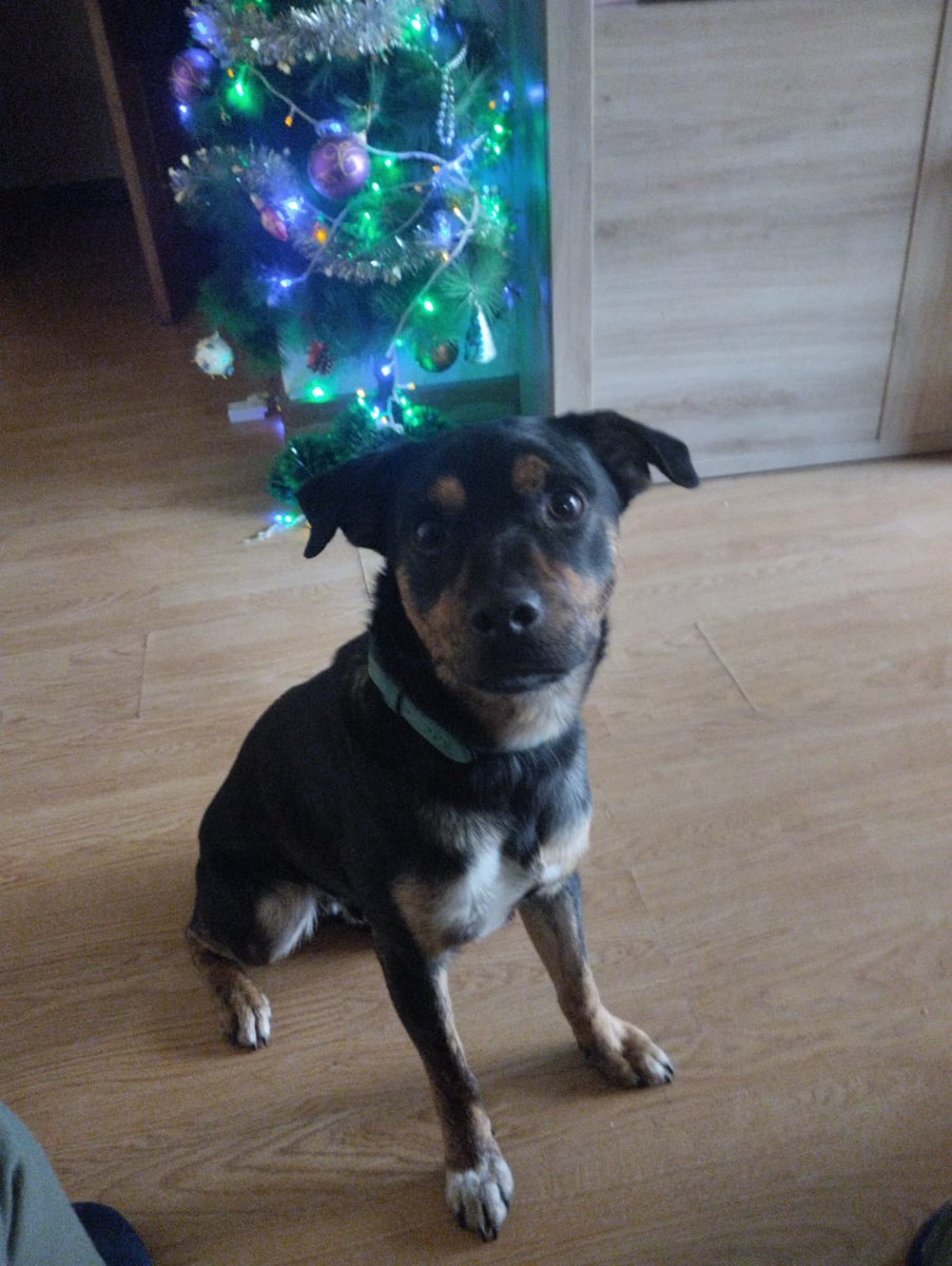 SilviaMylo's tweet photo. Hay que ir a conocerle a Madrid, habrá ese milagro para el pequeño Fil ? 🙏

Fil fue abandonado, deambulaba solito y expuesto a todos los peligros 💔 😢
Mientras buscaba comida en la basura 
Le encontraron unas personas que le atendieron y llevaron acogido, pero no tiene una familia como él siempre ha soñado😞
Es aún un cachorro, tiene unos diez meses y es tan bueno y tan noble que se lleva hasta con gatos 🙏
Madrid
628 77 08 87