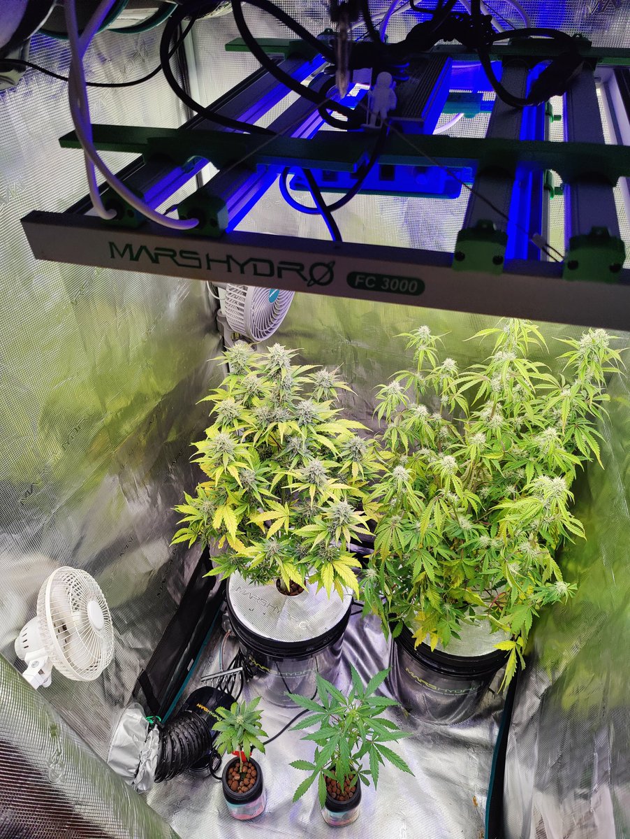 HigherKushCloud's tweet photo. Mason Jar grow under the #FC3000 along with the Adlite Blue Light https://t.co/YQpeniAPmQ