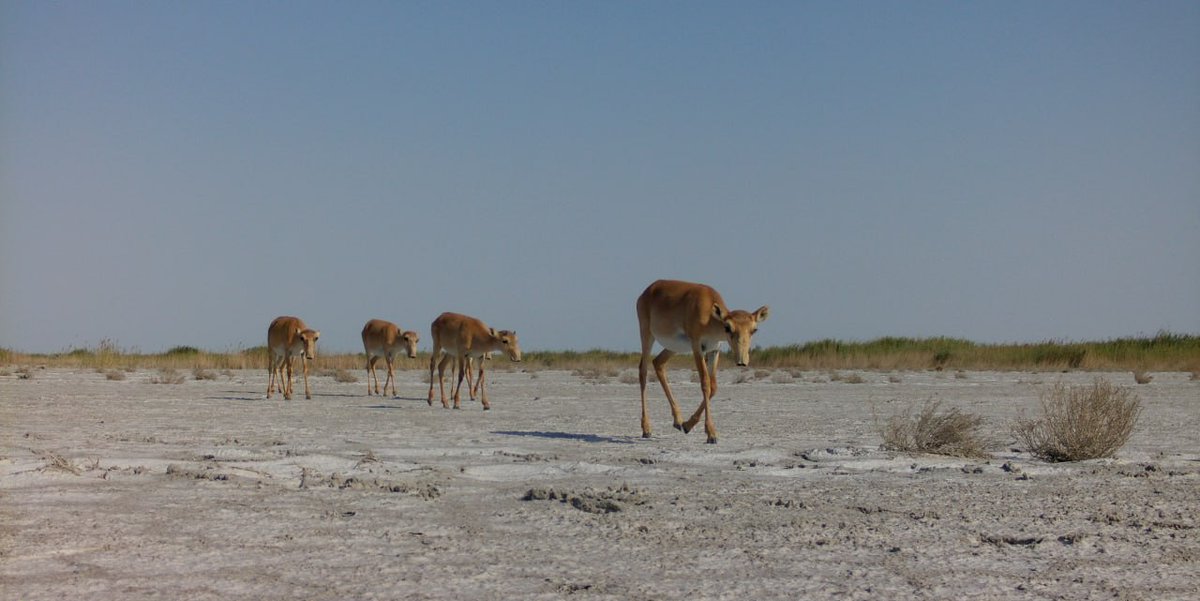 🌿 Rangers in Uzbekistan work tirelessly to protect wildlife like the rare saiga antelope, often in harsh conditions. Thanks to our support program, 35 rangers from Aralkum National Park now have winter uniforms &amp; durable boots to stay safe &amp; effective. Thank you, heroes! 🦌💚