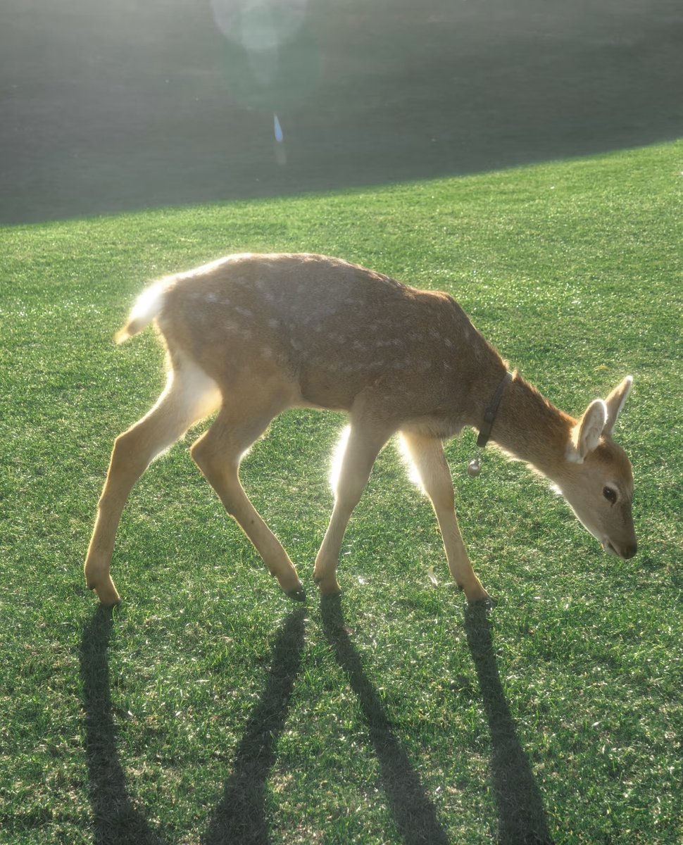 DonnaMartin87's tweet photo. Green heals everything. #deer https://t.co/XRfUN9k72O