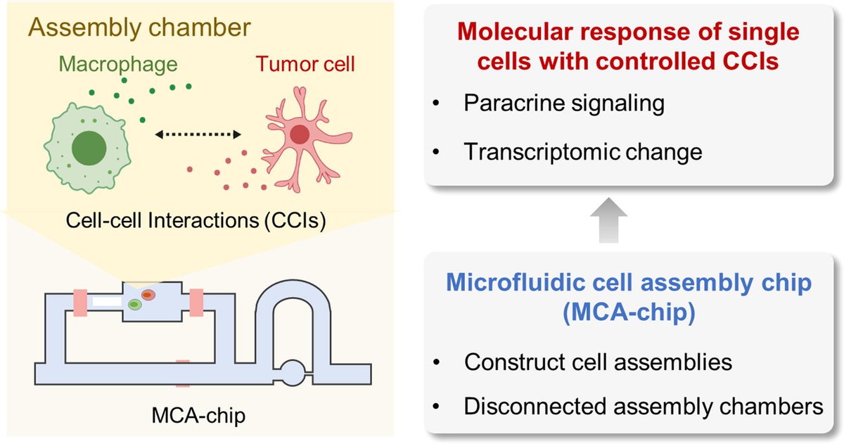 Sci_Bull's tweet photo. 📜Deciphering molecular response of cell-cell interactions at the single-cell level by precise on-demand cell assembly https://t.co/RmYpF3m8zI
📝Chaoyong Yang, Zhi Zhu and co-workers from Xiamen University
@ElsevierEnergy @ElsLifeSciences #MicrofluidicChip https://t.co/Ey8zV8bT0m