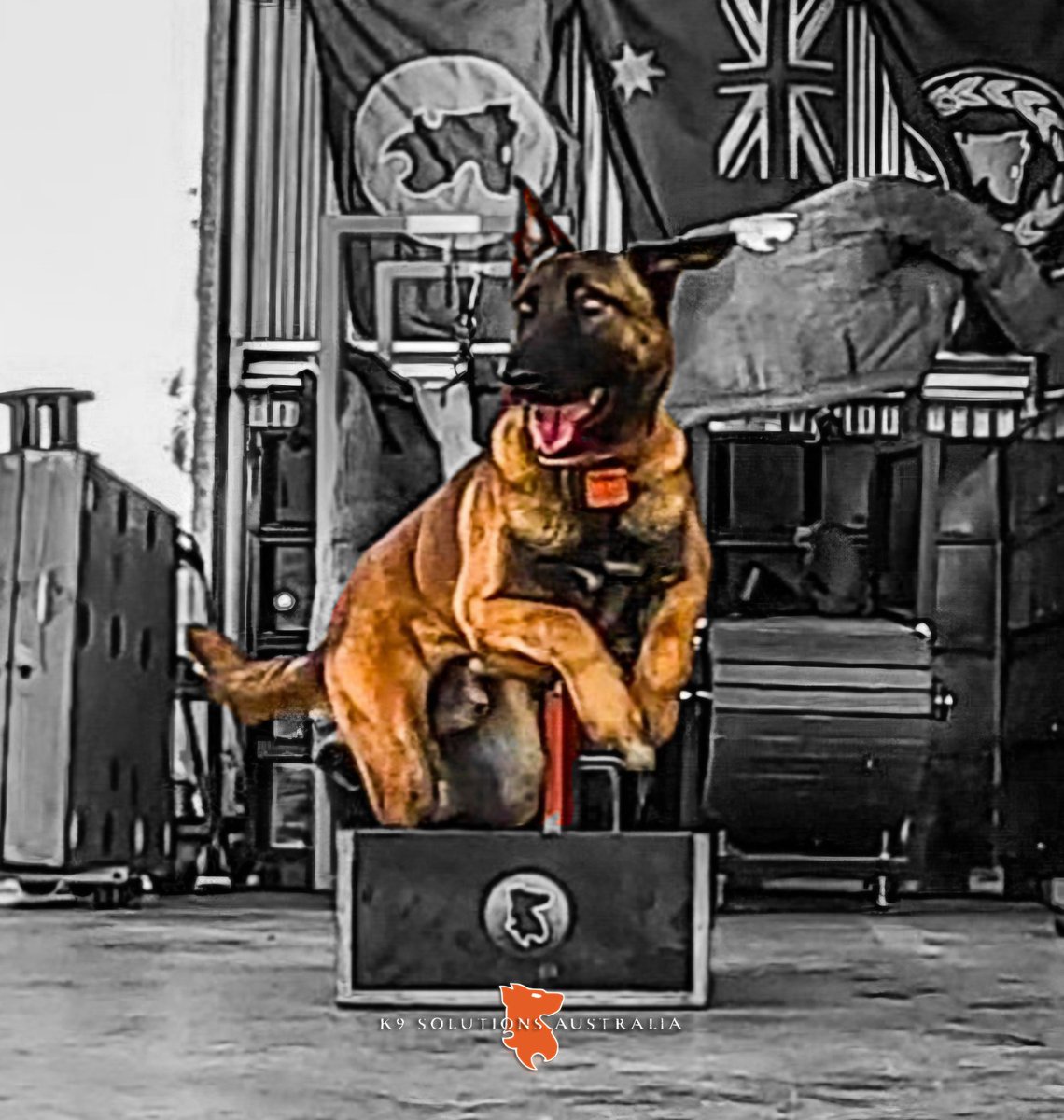 Let's leap into the weekend like K9SA DAZ leaping for reward

#malinois #MWD #CAD #MPD #driven 
#K9SolutionsAustralia🇦🇺