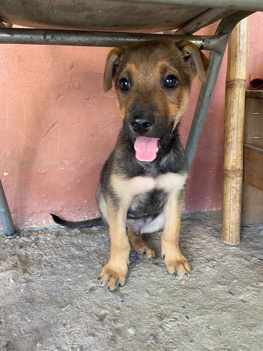 danielagalian13's tweet photo. Buenas noches a todos, les cuento que mi hija rescató a este cachorrito en la población la rosita de Ñuñoa, unos tarados le estaban pegando y sacando del lugar donde estaban, es un bebé!! Me duele el alma ya que nosotros vivimos de allegados y no podemos tenerlo ya que nos pueden https://t.co/0Nl2Lw2ZvS