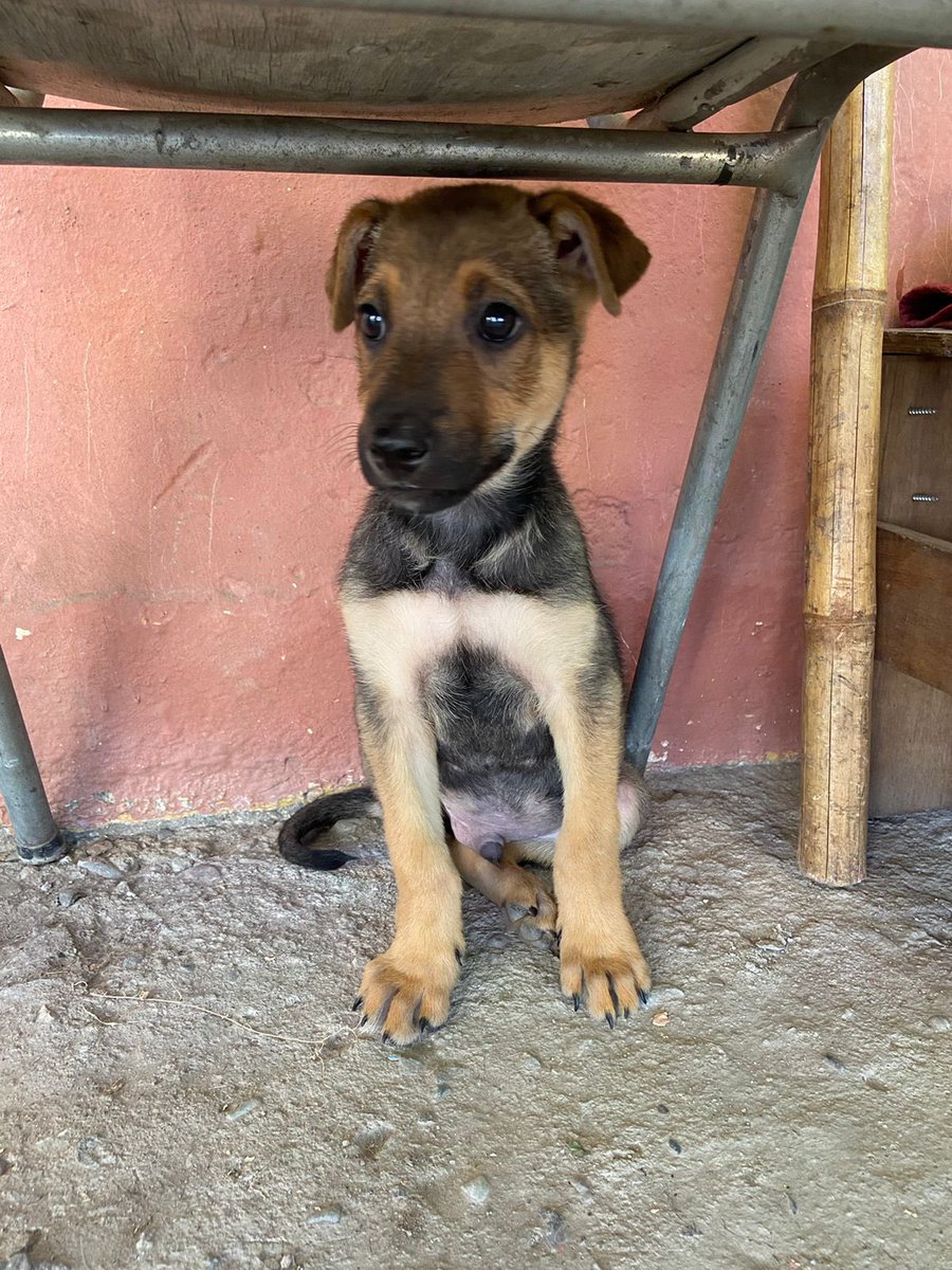 danielagalian13's tweet photo. Buenas noches a todos, les cuento que mi hija rescató a este cachorrito en la población la rosita de Ñuñoa, unos tarados le estaban pegando y sacando del lugar donde estaban, es un bebé!! Me duele el alma ya que nosotros vivimos de allegados y no podemos tenerlo ya que nos pueden https://t.co/0Nl2Lw2ZvS