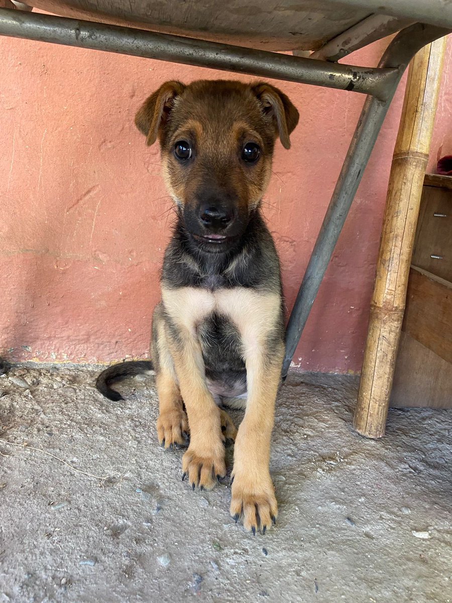 danielagalian13's tweet photo. Buenas noches a todos, les cuento que mi hija rescató a este cachorrito en la población la rosita de Ñuñoa, unos tarados le estaban pegando y sacando del lugar donde estaban, es un bebé!! Me duele el alma ya que nosotros vivimos de allegados y no podemos tenerlo ya que nos pueden https://t.co/0Nl2Lw2ZvS