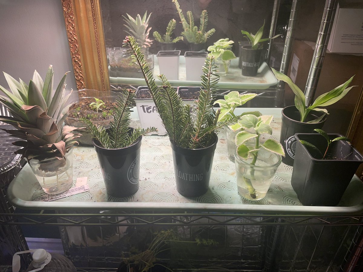 snboab's tweet photo. This is my propagation station, I call it The Propagation Station. Which plant will die first? My guess is one of the Christmas tree cuttings https://t.co/YWslEXHd1t