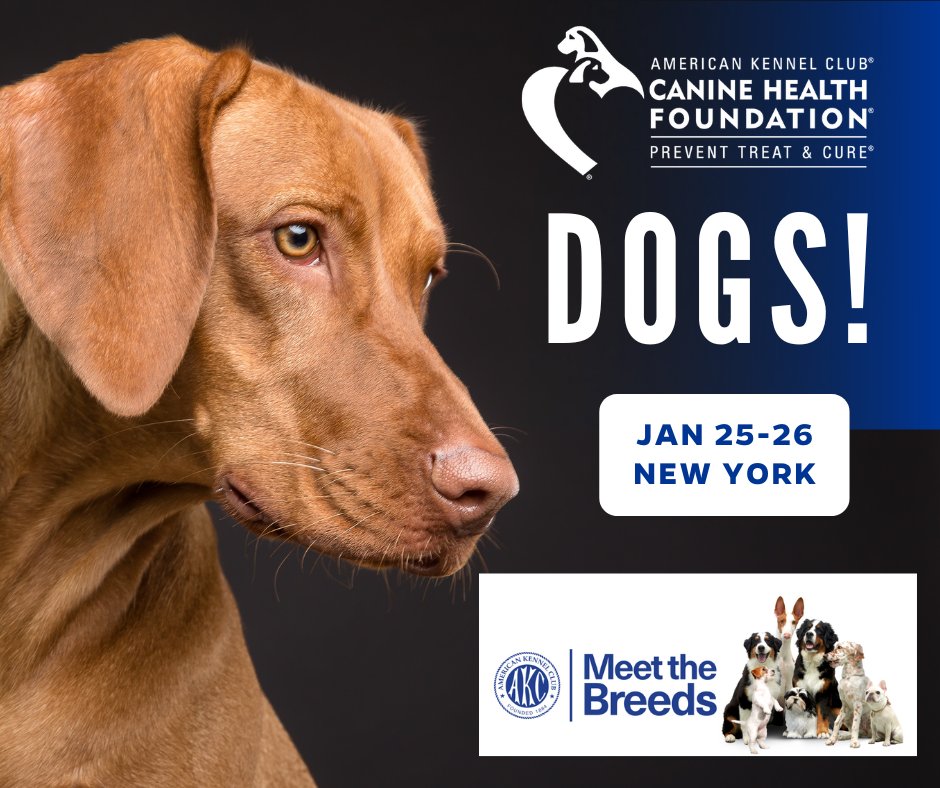 Join us in New York City this weekend at AKC Meet the Breeds, where you can meet lovable dogs and learn about how CHF is working to ensure a healthy life for all dogs. Grab your tickets here: bit.ly/3ZLWnAL. See you soon, dog lovers! #meetthebreeds #doglover🐾