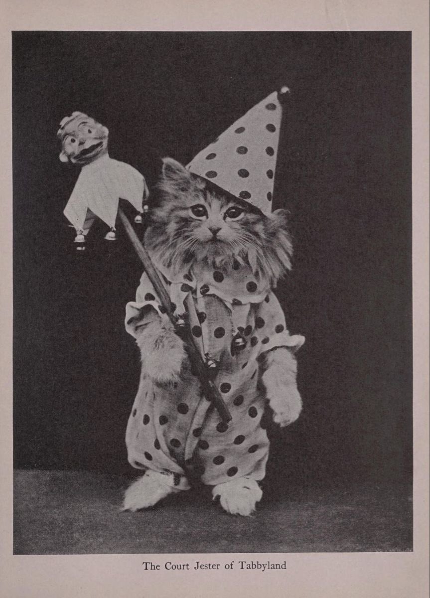 PunchingCat's tweet photo. i love vintage cat photos 🥹 https://t.co/VBJYyT5uvL