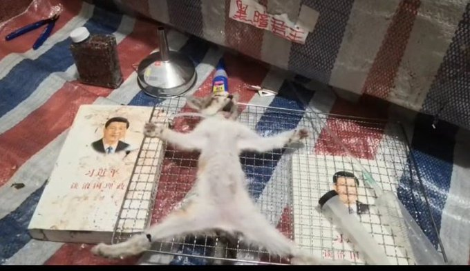 hugo2022v's tweet photo. 中国では猫を惨殺してその映像を世界配信してビジネスにしている。
それは習近平主席への不満をぶつけるため。
最近ようやく中国共産党系のメディアが取り上げてくれるようになったが
まだ動物愛護法制定にまで至っていない。
これが私たちが見る｢今の中国｣。
何よりも中国政府 見てほしい。 https://t.co/wLqg0PKRSO