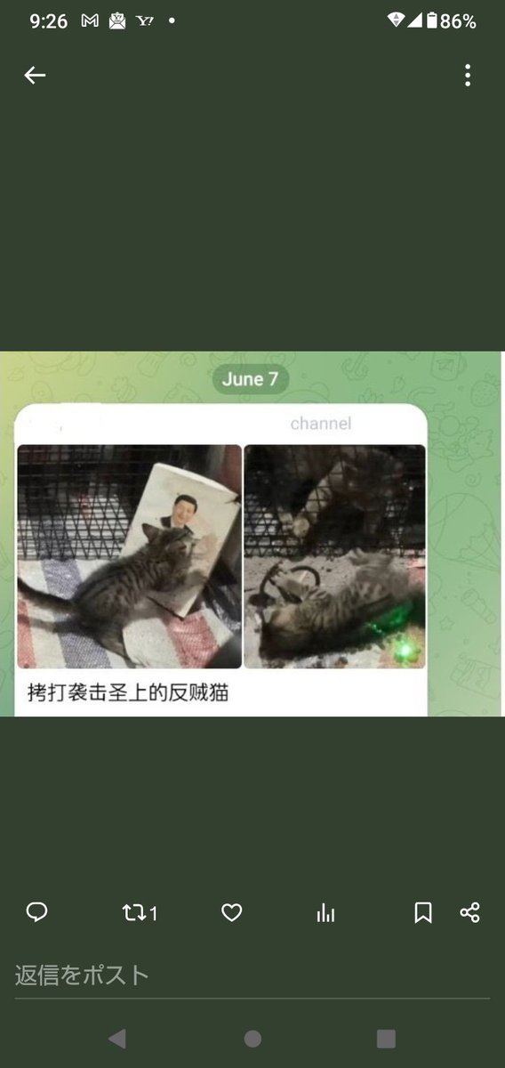 hugo2022v's tweet photo. 中国では猫を惨殺してその映像を世界配信してビジネスにしている。
それは習近平主席への不満をぶつけるため。
最近ようやく中国共産党系のメディアが取り上げてくれるようになったが
まだ動物愛護法制定にまで至っていない。
これが私たちが見る｢今の中国｣。
何よりも中国政府 見てほしい。 https://t.co/wLqg0PKRSO