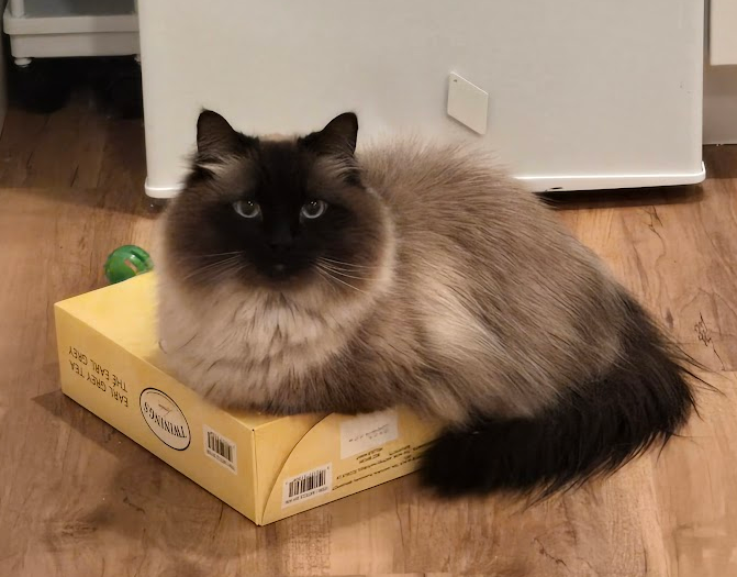 Snacko ✨ On Steam! tweet media