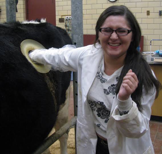 Fistulated cows🐄surgically fitted with a cannula. The device allows access to the rumen of a cow, to perform research and analysis of the digestive system.