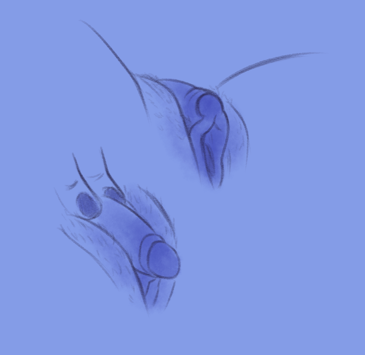 SoftBoifie's tweet photo. // tdick

Sketching from ref ✏️ https://t.co/GofFgIPghS