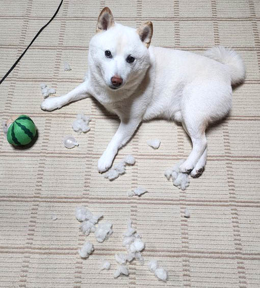 shiba_sukisugi's tweet photo. この柴犬さんは
いたずらをしているのではありませんよ。
⬇️柴犬１コマ劇場　学びが大切⬇️
https://t.co/M730vtTauv

※モデル
@kz400_linda さんちのムク https://t.co/14M52kE8qm