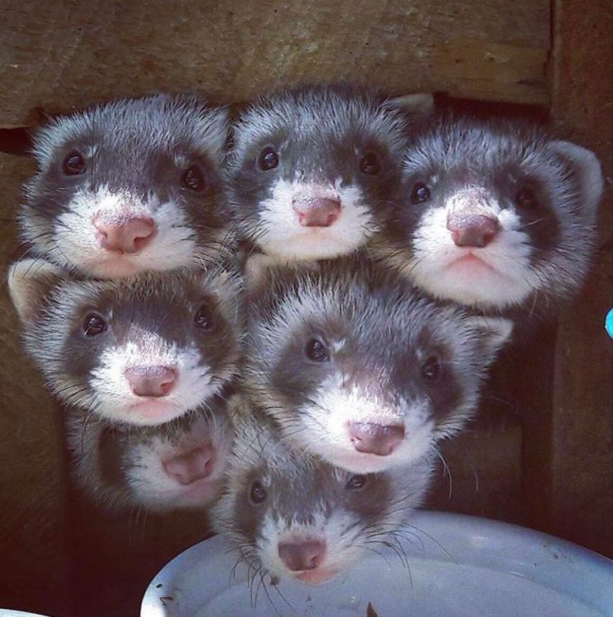 FerretPerHour's tweet photo. https://t.co/Go4cMCfGqg