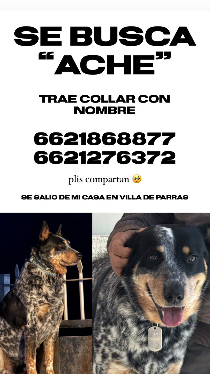 aidacfdlp94's tweet photo. #hermosillo #villadeparras #perroperdido #perroperdidohermosillo https://t.co/UVurooDlRC