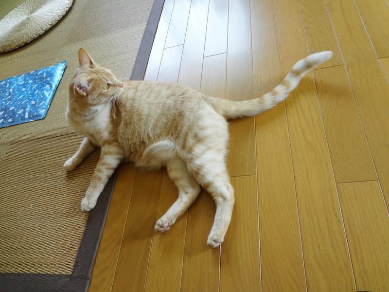 MikuriyaNo_Miko's tweet photo. エルマウはこんな猫2️⃣ https://t.co/RnPLTH4X52