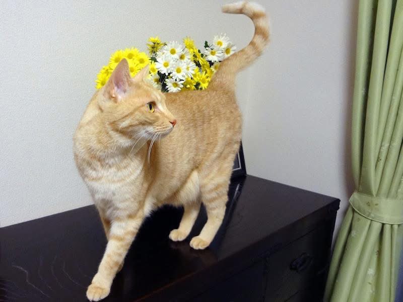 MikuriyaNo_Miko's tweet photo. エルマウはこんな猫4️⃣ https://t.co/iaBBsXXO0j