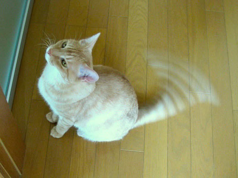 MikuriyaNo_Miko's tweet photo. エルマウはこんな猫4️⃣ https://t.co/iaBBsXXO0j