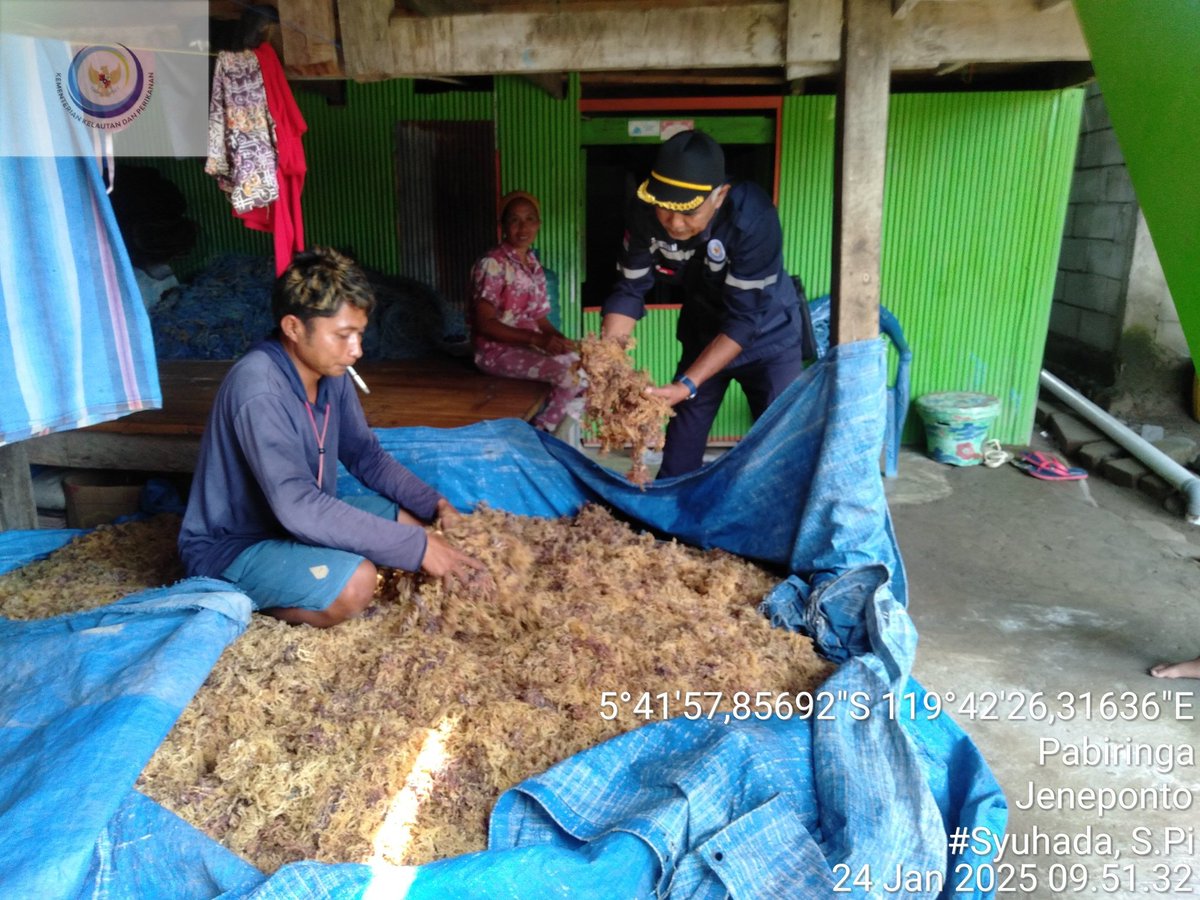 PiSyuhada's tweet photo. Syuhada LuhKKP Jeneponto, Jumat (24/02/2025) di pokdakan Karya Bahtera Kel Pabiringa Kec Binamu, monitoring produksi rumput laut Eucheuma Cottonii sebanyak 475 kg a) Rp. 16. 000 dan produksi bibit rumput laut Eucheuma Cottonii sebanyak 550 kg a) Rp. 3.5000.  #GiatLuhSatmikalMaros https://t.co/MI07f7Cend