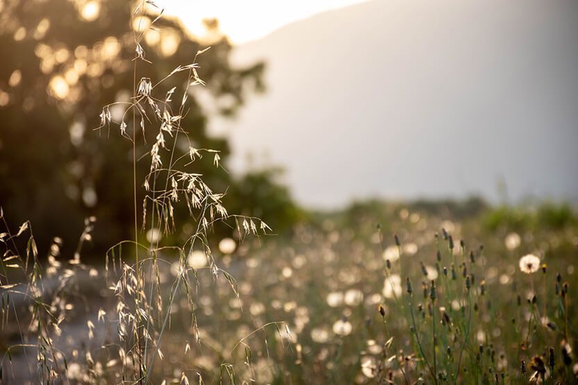 FreeRTravellers's tweet photo. When the sun’s last rays create magic in Corsica
Corsica is an incredibly beautiful island. But it’s when the sun rises or sets that something truly special happens to the island. 
https://t.co/rZZea5FiCu 
#corsica #france #nature https://t.co/uOTQ0vl7iS
